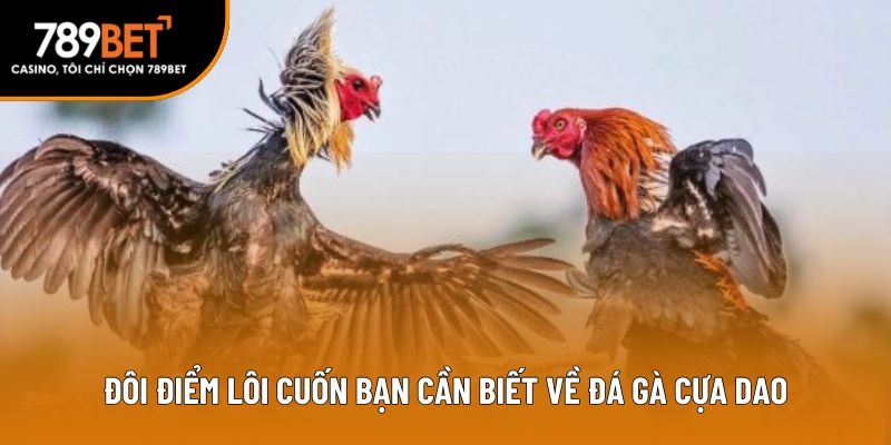 Đôi điểm lôi cuốn bạn cần biết về đá gà cựa dao