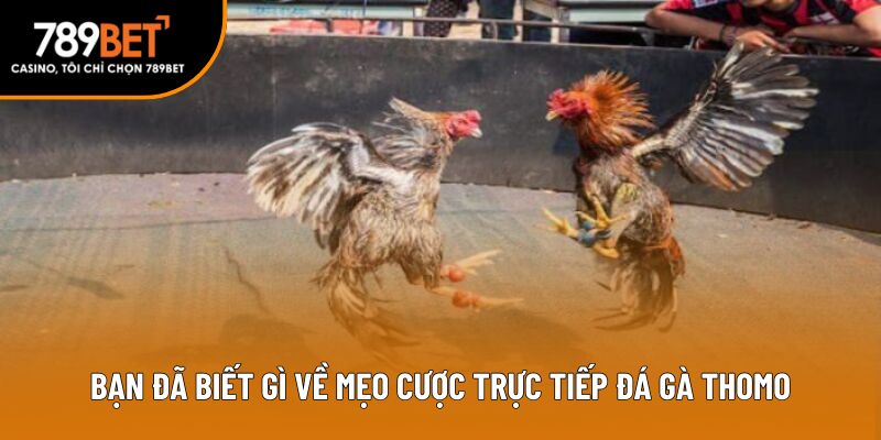 Bạn đã biết gì về mẹo cược trực tiếp đá gà Thomo