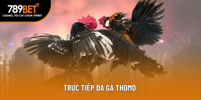 trực tiếp đá gà thomo